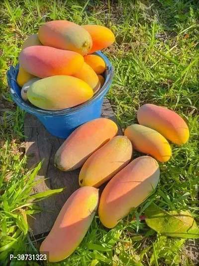 Ukanda Mango Plant Hybrid Thai Banana Shaped Mango Grafted Live Plant. Thai3-thumb0