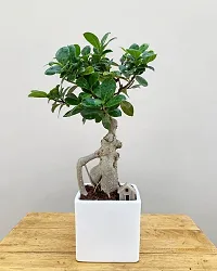 Ukanda Ficus Bonsai Plant Ficus Bonsai with Miniature-thumb1