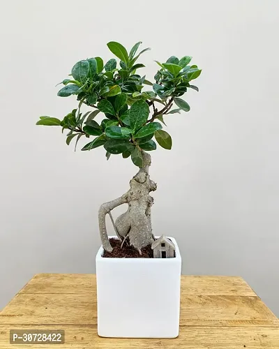 Ukanda Ficus Bonsai Plant Ficus Bonsai with Miniature-thumb2