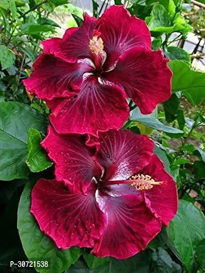 Ukanda Hibiscus Plant PLT-175-thumb0