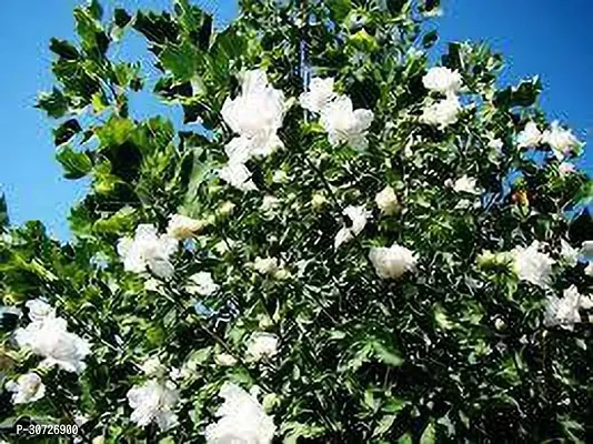 Ukanda Hibiscus Plant Hybrid White hibiscus plant36-thumb0