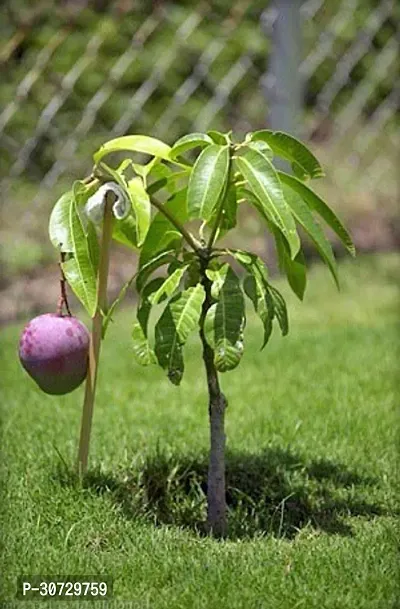 Ukanda Mango Plant Grafted purple mango live plant.-thumb0