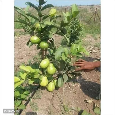 Ukanda Guava Plant fruit04-thumb2