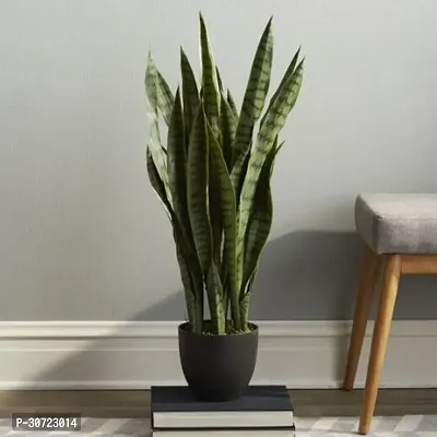 Ukanda Snake Plant Air Purifier Snake Plant Pot Included Live Plant-thumb3