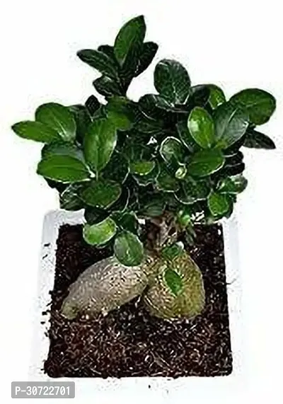 Ukanda Ficus Bonsai Plant HJNB6-thumb0