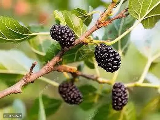 Ukanda Berry Plant MULBERRY PLANT GHJ-thumb0