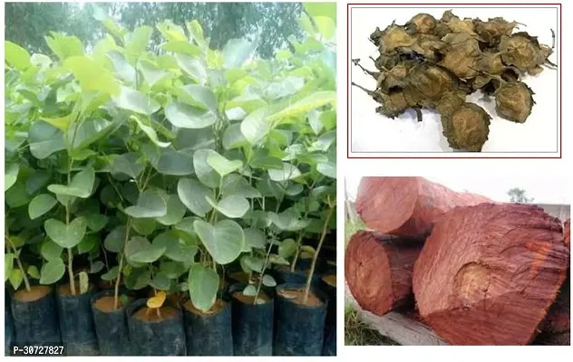 Ukanda Red Sandalwood Plant Red Chandan-thumb0