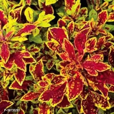 Ukanda Coleus Plant ABS-AKSI-_880-thumb0