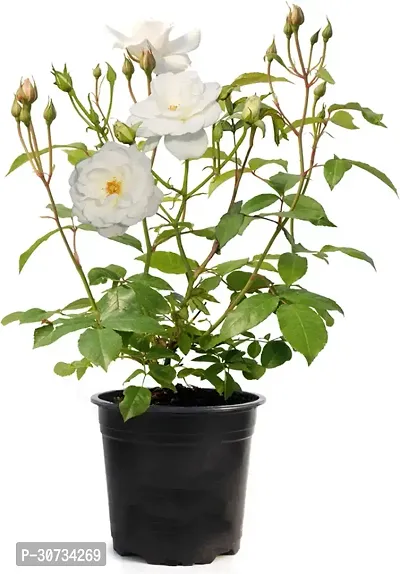 Ukanda Rose Plant Beautiful gardening flora rose plant with pot color white.-thumb0