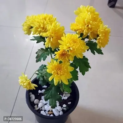 Ukanda Chrysenthemum Plant Chrysanthemum Yellow Beautiful Live Flower Plant.-thumb0