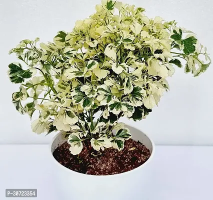 Ukanda Aralia Plant Variegated Aralia Indoor Plant-thumb3