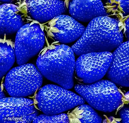 Ukanda Strawberry Plant Blue strawberry plant-thumb0