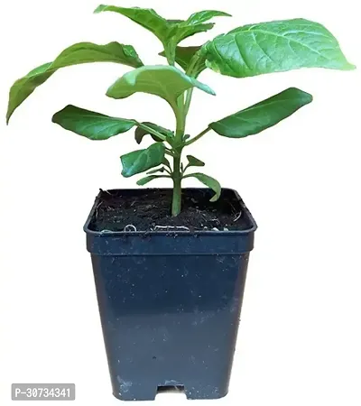 Ukanda Black Pepper Plant White Chilli_Plants-thumb0