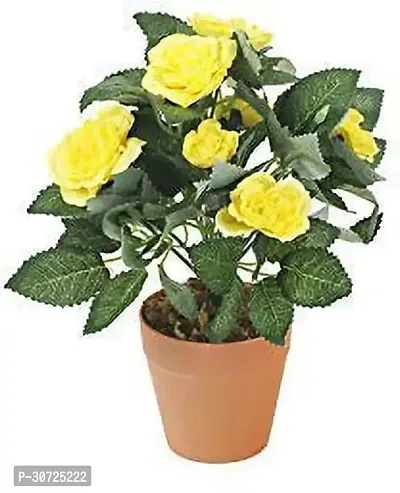 Ukanda Rose Plant Rose Plant ( Shrub Rose Plant )-thumb0