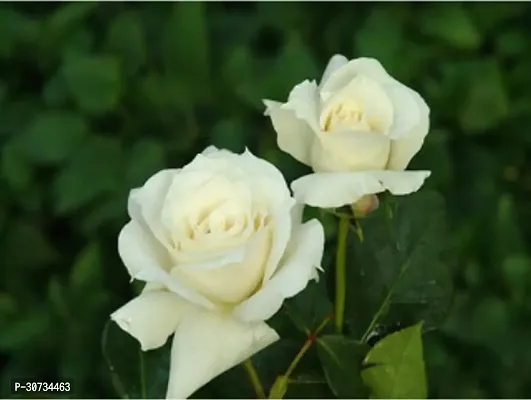 Ukanda Rose Plant MN-NT-1274