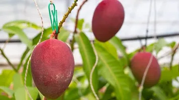 Ukanda Mango Plant Miyazaki Mango-thumb1