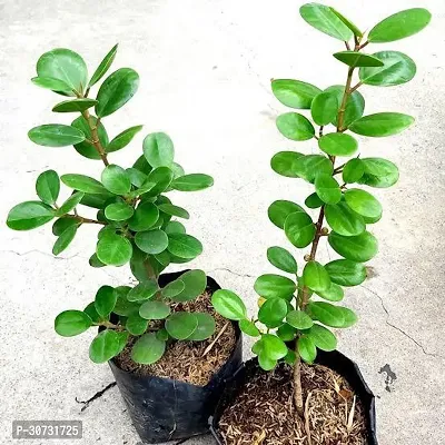 Ukanda Ficus Plant Green Healthy Ficus Plant-thumb0