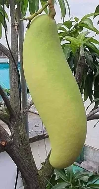 Ukanda Mango Plant ORIGINAL LIVE GRAFTED SWEET MANGO PLANT LIVE PLANT-thumb1