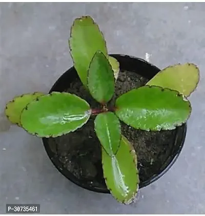 Ukanda Bryophyllum PinnatumPatharchatta Plant patthar chatta (kalanchoe pinnata)-thumb3