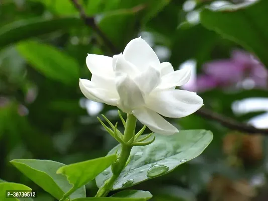 Ukanda Jasmine Plant Jasmine Flower Live Plant22-thumb0