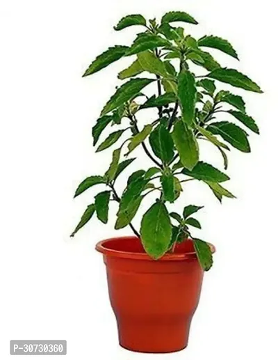 Ukanda Tulsi Plant Tulsi Plant-thumb0