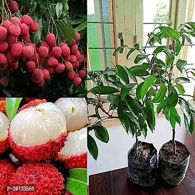 Ukanda Litchi Plant Lichu Plant Muzafpur-thumb0