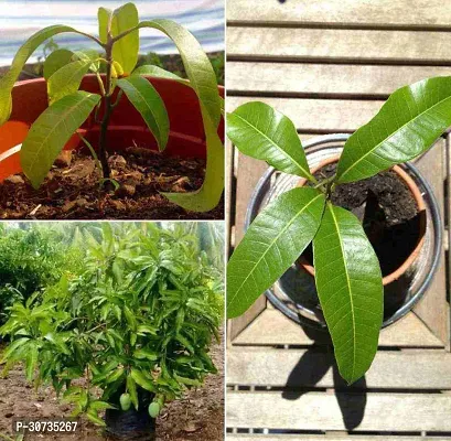 Ukanda Mango Plant hybrid_mango plant4-thumb0