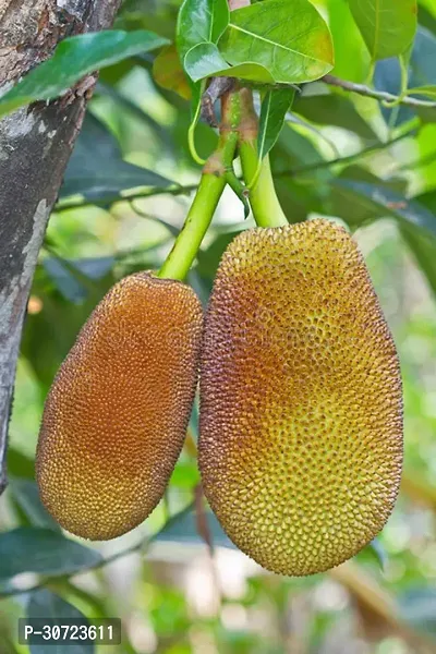 Ukanda Jackfruit Plant Dwarf Rare Hybrid Jackfruit All Season Low Bearing Sindoora Varika Variety Tree House Kitchen Garden Plant-thumb0