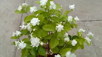 Ukanda Jasmine Plant Arabian Jasmine Malli Bela Motiya Mogra Kodi mulli Jati pushpa Jasminum sambac Living Plant-thumb1