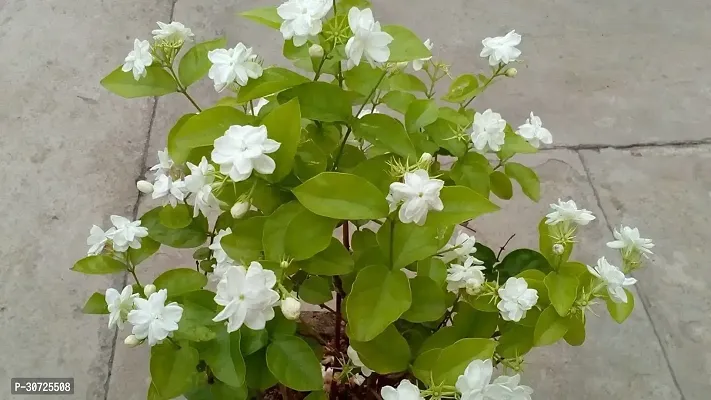 Ukanda Jasmine Plant Arabian Jasmine Malli Bela Motiya Mogra Kodi mulli Jati pushpa Jasminum sambac Living Plant-thumb2