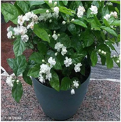 Ukanda Night Bloom Jasmine Plant Grafted White Jasmine Flower Plant (Live Plant. Variety Jasmine) 1- Healthy Plant-thumb0