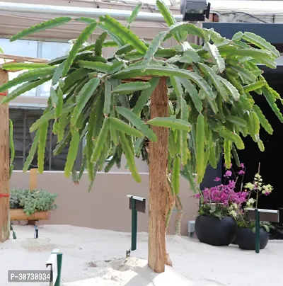 Ukanda Dragon Tree DR-15-thumb0