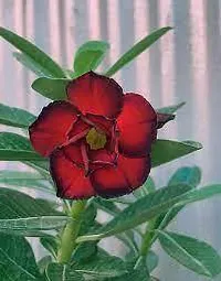 Ukanda Adenium Plant Deep Red Rose Adenium Plant-thumb1