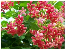 Ukanda MadhumaltiRangoon Creeper MadhumalatiRangoon CreeperBurma CreeperChinese honeysuckle flower plant-thumb2