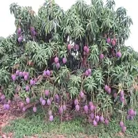 Ukanda Mango Plant Kesar Mango Hybrid Plant For Outdoor Garden-thumb1