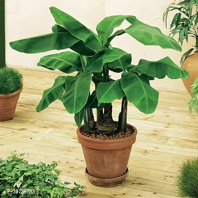 Ukanda Banana Plant Banana Fruit Plants a1-thumb0