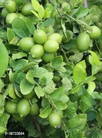 Ukanda Lemon Plant Seedlees Pati Lemon-thumb0