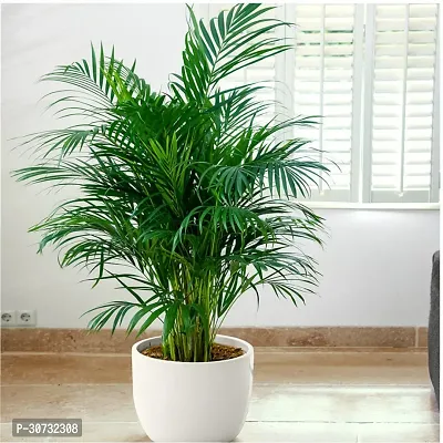 Ukanda Areca Palm areca plam plant 8017-thumb0