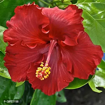 Ukanda Hibiscus Plant GUDHAL GU01 ORANGE FLOWER