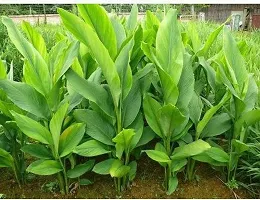 Ukanda Turmeric Plant TURMERIC PLANT-thumb2