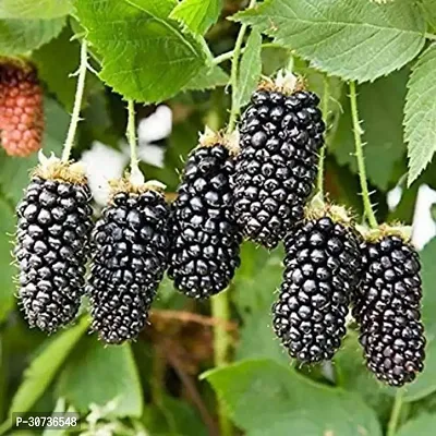 Ukanda Berry Plant Tropical Fruit Live Plant - Dwarf Rare Rubus fruticosus Blackberry Tasty Fruit Live Plant (1 Plant) Garden Home Decor Indoor and Outdoor plant-thumb0