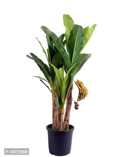 Ukanda Banana Plant HybridBanana live plant for fruiting, Gardening or devotional purpose CF16-thumb0