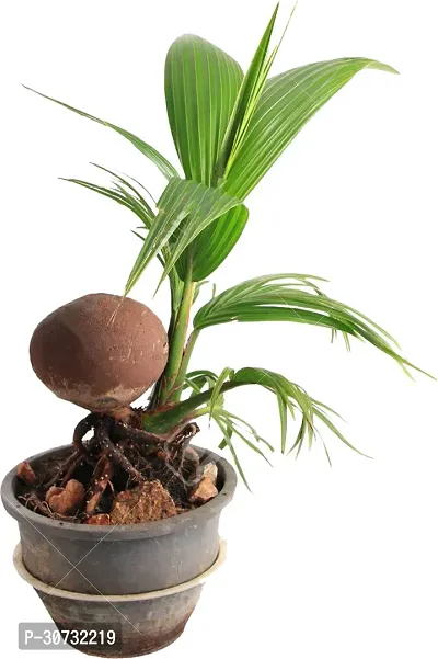 Ukanda Coconut Plant Nariyal, Coconut Tree live Plant with pot (pack of 1)