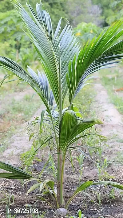 Ukanda Coconut Plant Coconut Fruit Plant (C5)-thumb0