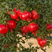 Ukanda Pomegranate Plant PomegranateAnar Super Bhagwa(Graft) Fruit PLANT-thumb1