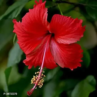 Ukanda Hibiscus Plant Gudhal Live Plant, Hibiscus flower, Hibiscus rosa-sinensis Flower Live Plant (1 Healthy Plant)-thumb0