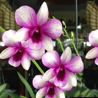 Ukanda Orchid Plant Dendrobium Orchid Live Plant Combo (5 Pieces in 5 Different Colors Subject to Availability) with 2 inch Net Pot (Seedling Size 4-6 inch)-thumb1