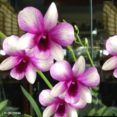 Ukanda Orchid Plant Dendrobium Orchid Live Plant Combo (5 Pieces in 5 Different Colors Subject to Availability) with 2 inch Net Pot (Seedling Size 4-6 inch)-thumb2