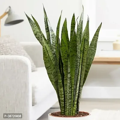 Ukanda Snake Plant ISMKD84-thumb0