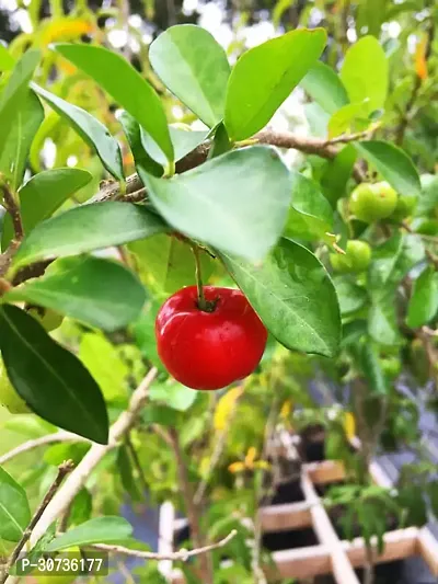 Ukanda Cherry Fruit Plant cherry TREE-thumb0